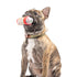 Huxley & Kent Tiny Tuff Latte My Way Dog Toy